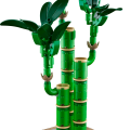 10344 LEGO Botanicals Onnenbambu